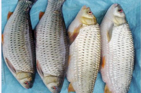 món ngon từ cá chày mắt đỏ sông Đà