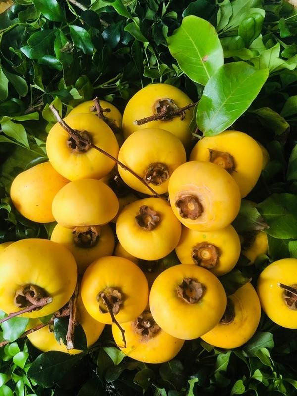 quả thị tươi thơm