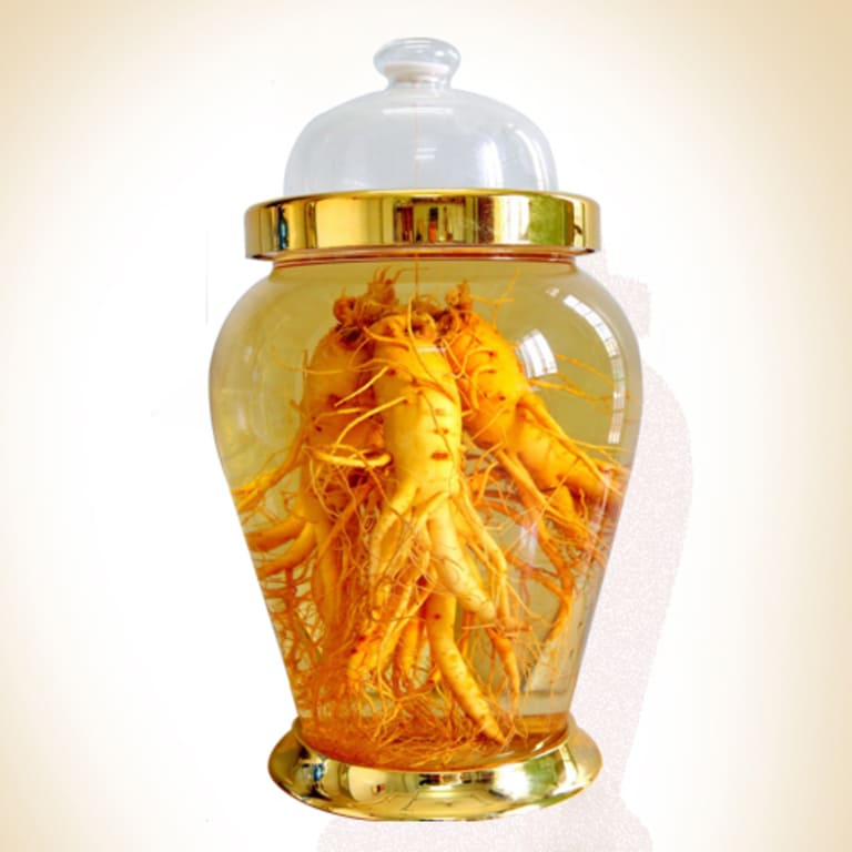 Rượu đinh lăng chữa bệnh tiền đình 