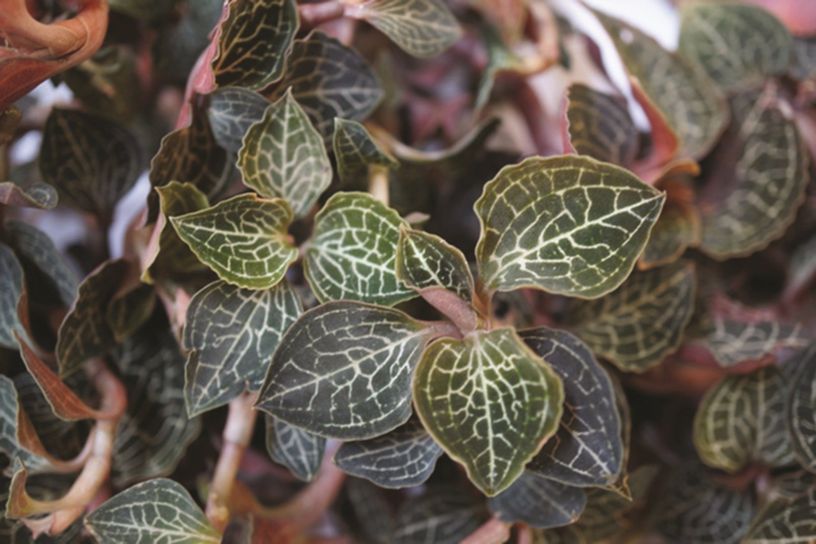 Lan kim tuyến lá tươi 