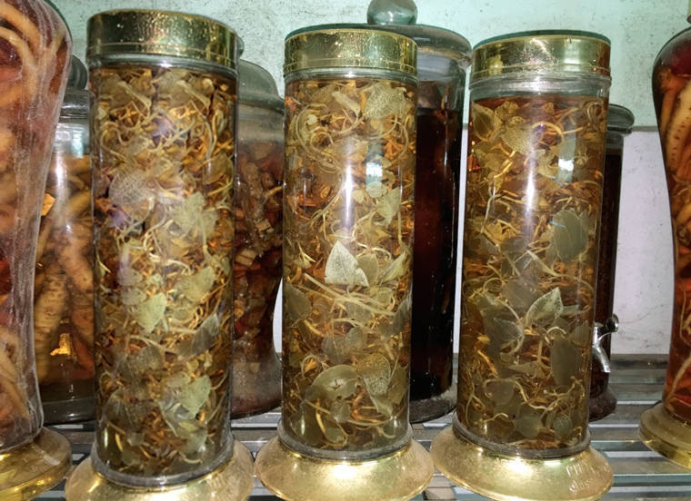 Lan kim tuyến mua ở đâu