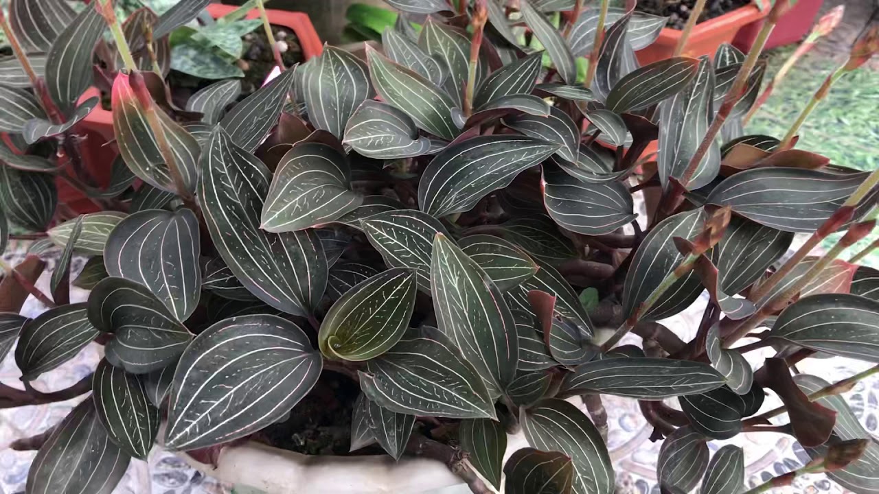 Lan kim tuyến giá bao nhiêu