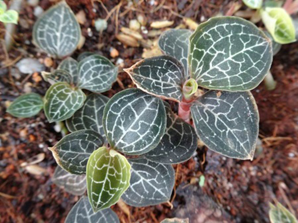 Lan kim tuyến chất lượng