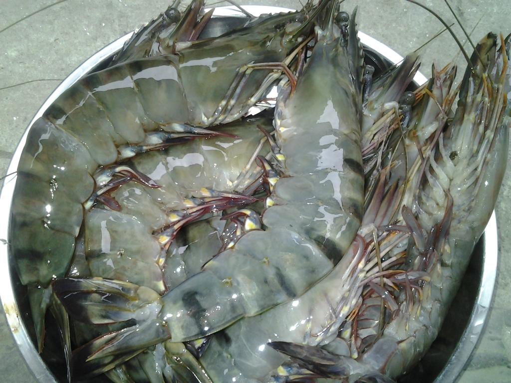 tôm hấp bia đơn giản tại nhà