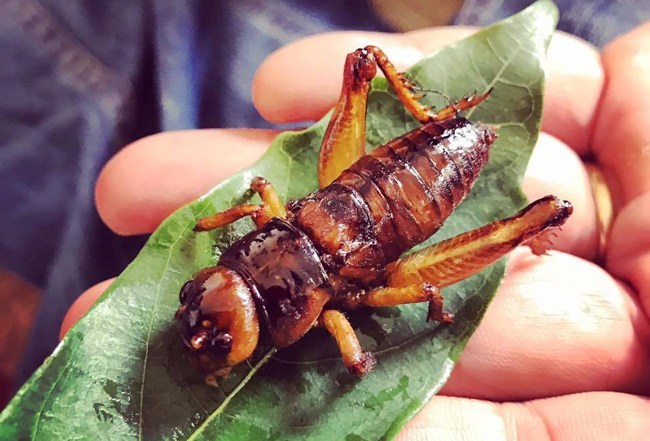 Dế mèn chiên giòn