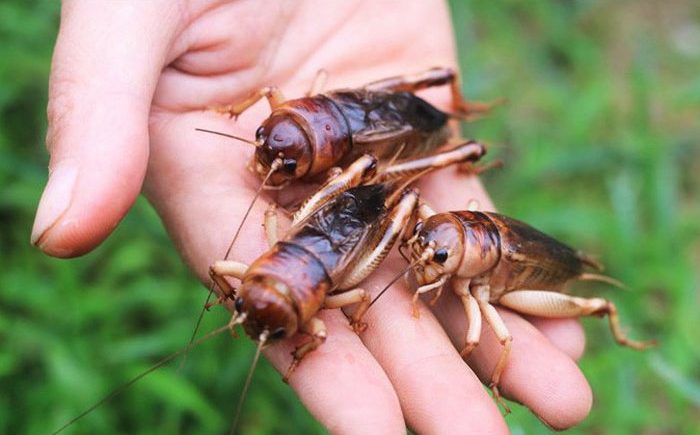 Nguyên liệu làm món dế mèn chiên giòn