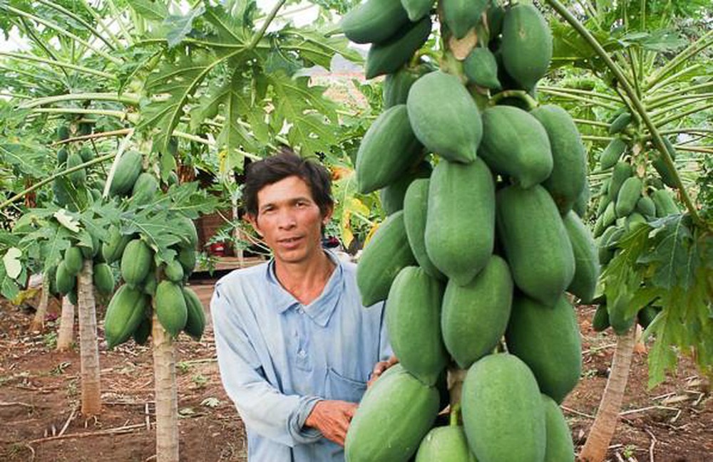 Giá trị dinh dưỡng của Đu đủ A Cón Vũng Tàu