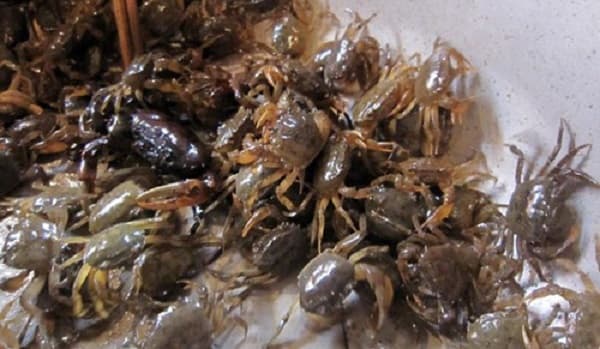 Các bước làm nước cốt cua đồng 