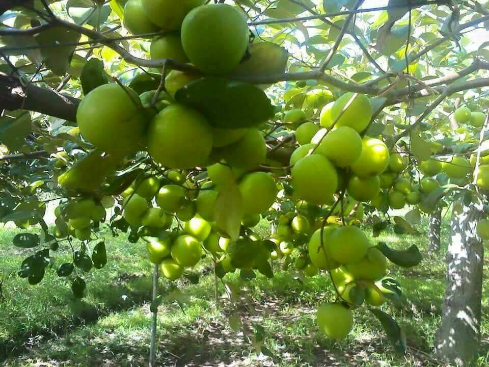 Tác dụng của Táo gió Ninh Thuận