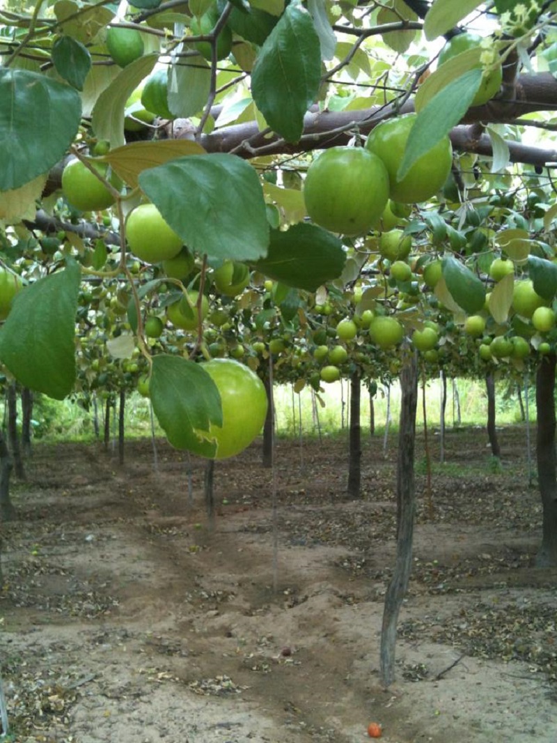 Tác dụng không ngờ của Táo gió Ninh Thuận