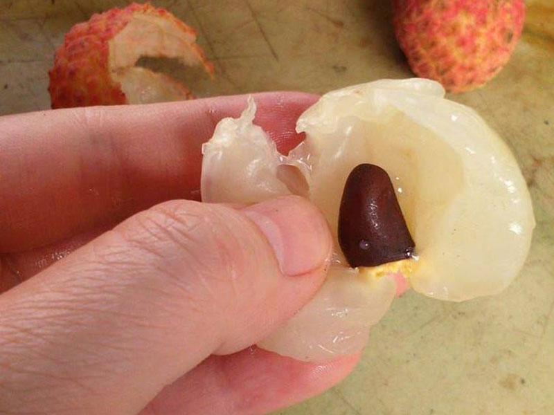 Vải thiều ở đâu ngon nhất