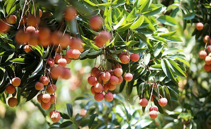 Giới thiệu về vải thiều Lục Ngạn