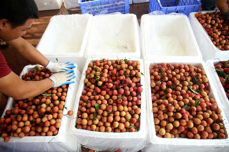 Những công dụng của quả vải thiều Bắc Giang