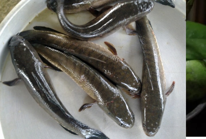 Khô cá lóc miền Tây