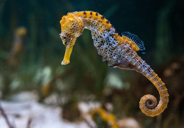 Cá ngựa là con gì?