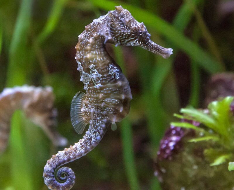 Cửa hàng bán cá ngựa giá tốt tại Hà Nội