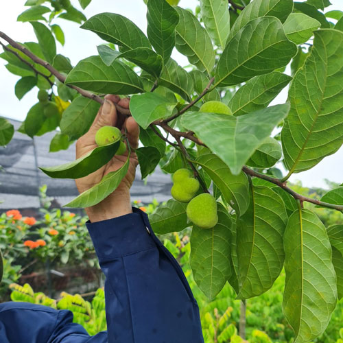 Thu hái và chế biến lá cây chay như thế nào?