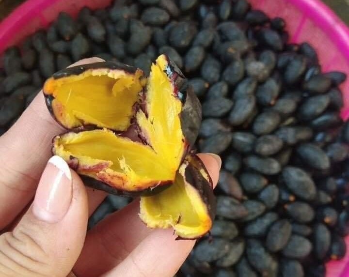 Giá bán Trám đen 