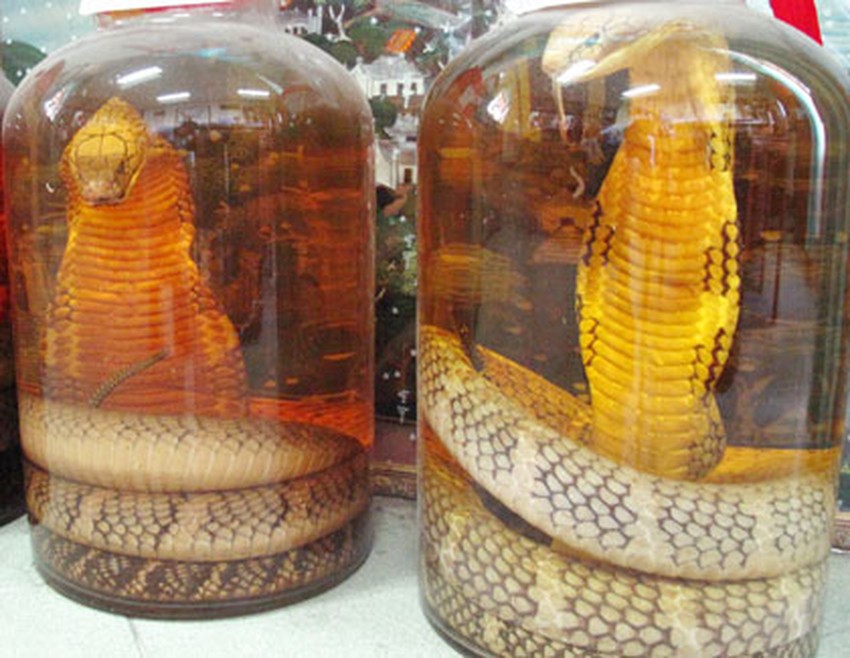 Hướng dẫn ngâm rượu rắn