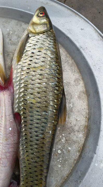 Giới thiệu về cá chày mắt đỏ