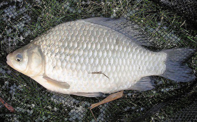 Cá diếc tươi nấu món gì ngon?