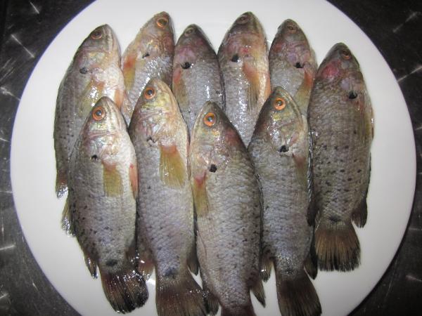 MỘT SỐ THÔNG TIN VỀ CÁ RÔ ĐỒNG