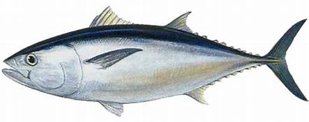 Vì sao cá ngừ được nhiều khách ưa chuộng?