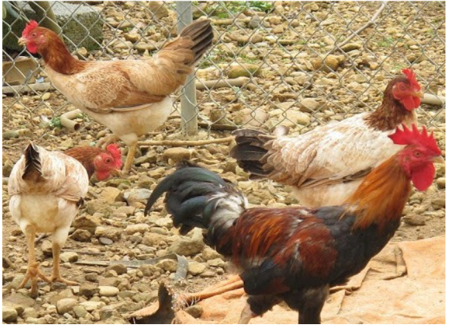 Giới thiệu về giống gà ta thả vườn