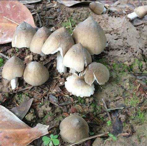 Nấm mối là gì?