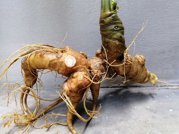 Giới thiệu về sâm ngọc linh