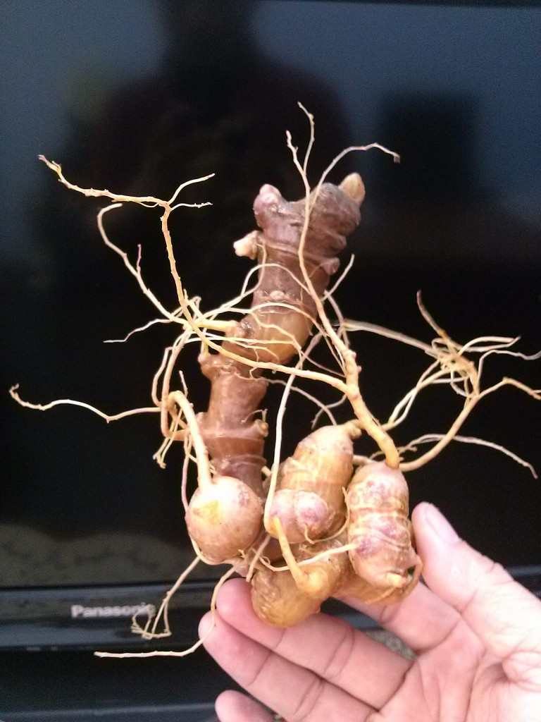 Sâm Ngọc Linh có tác dụng gì?