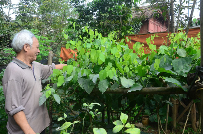 Giới thiệu về rau bò khai tươi sạch 