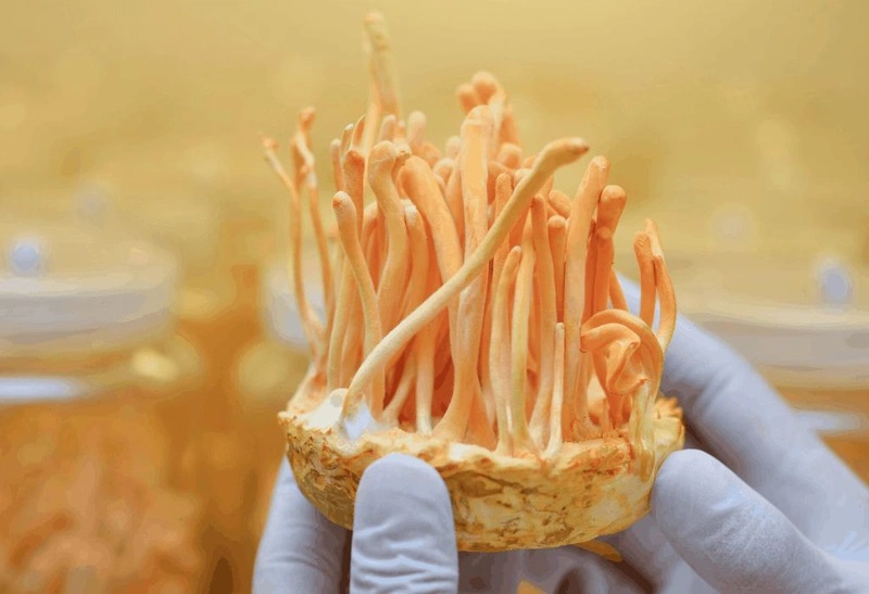 Đông trùng hạ thảo Lâm Đồng1