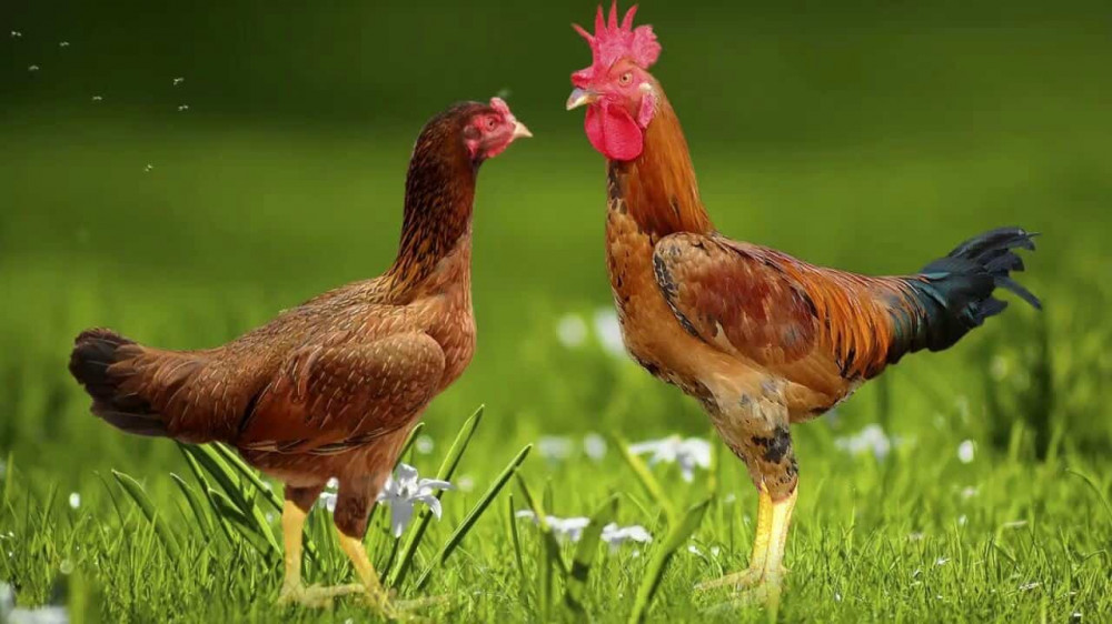 Gà ri Ba Vì thịt sẵn 2