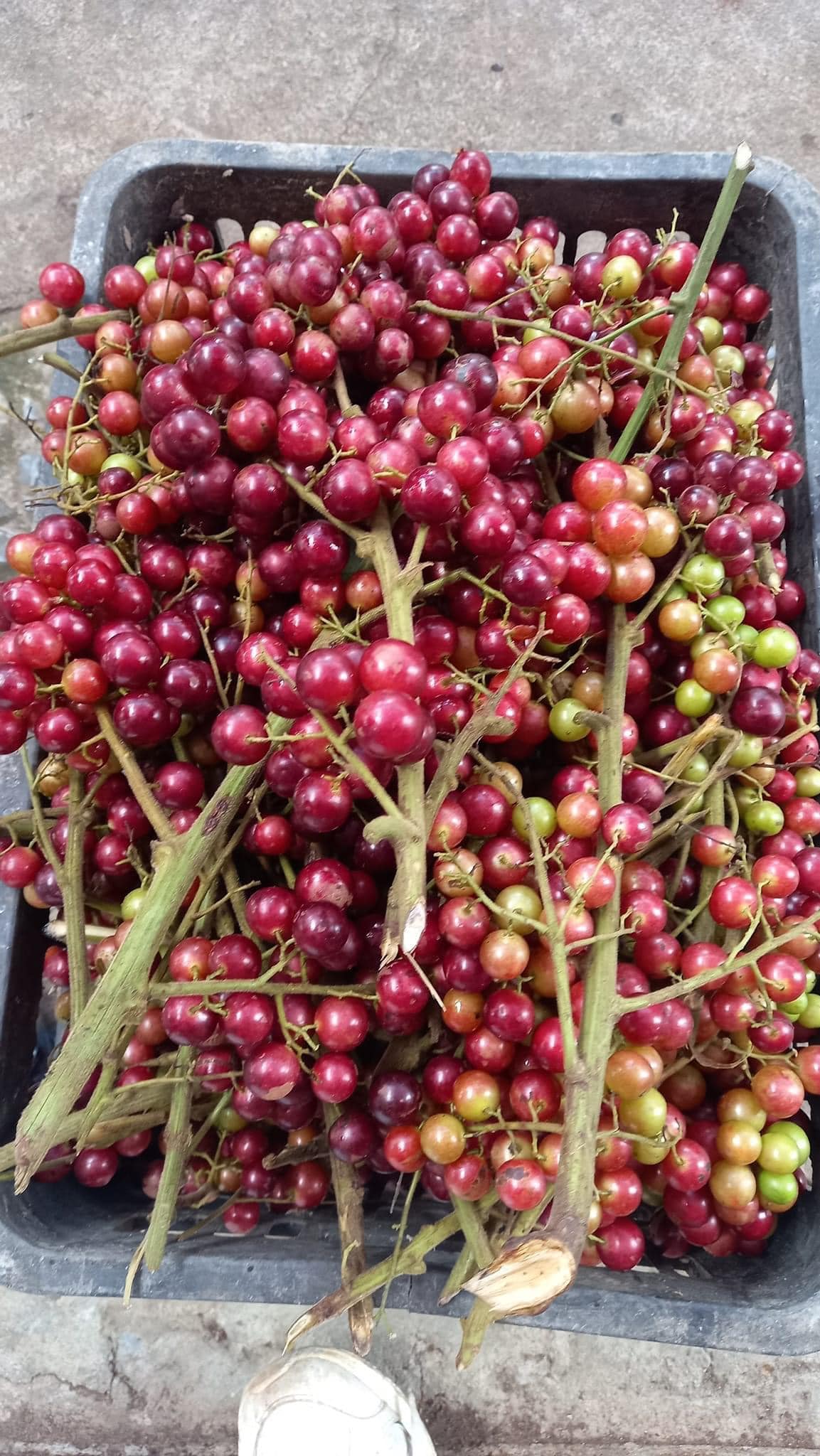 qua nho rung ngam ruou