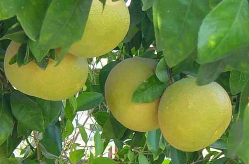 đặc sản bưởi Đoan Hùng