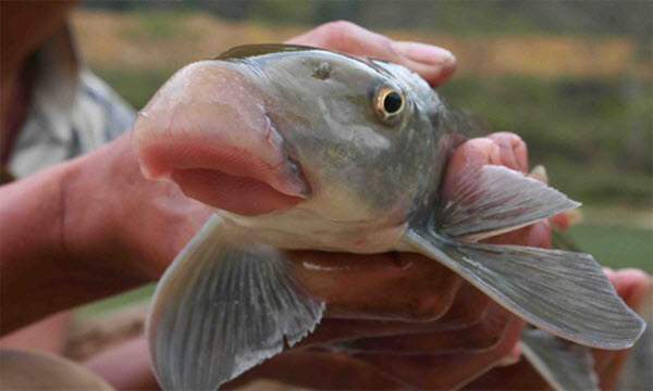 chế biến cá anh vũ