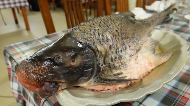 đặc sản cá anh vũ