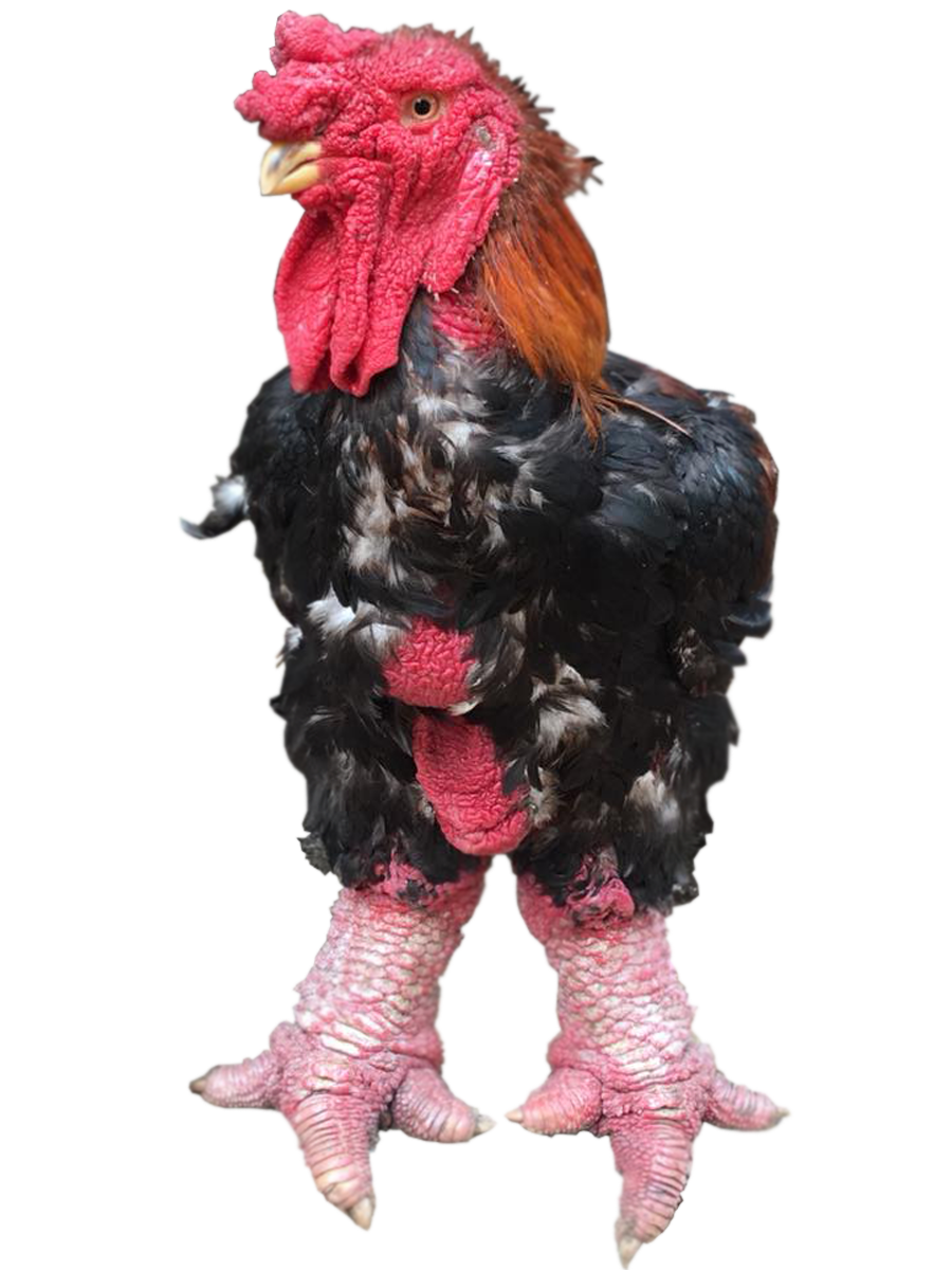 đặc sản cháy hàng dịp Tết5