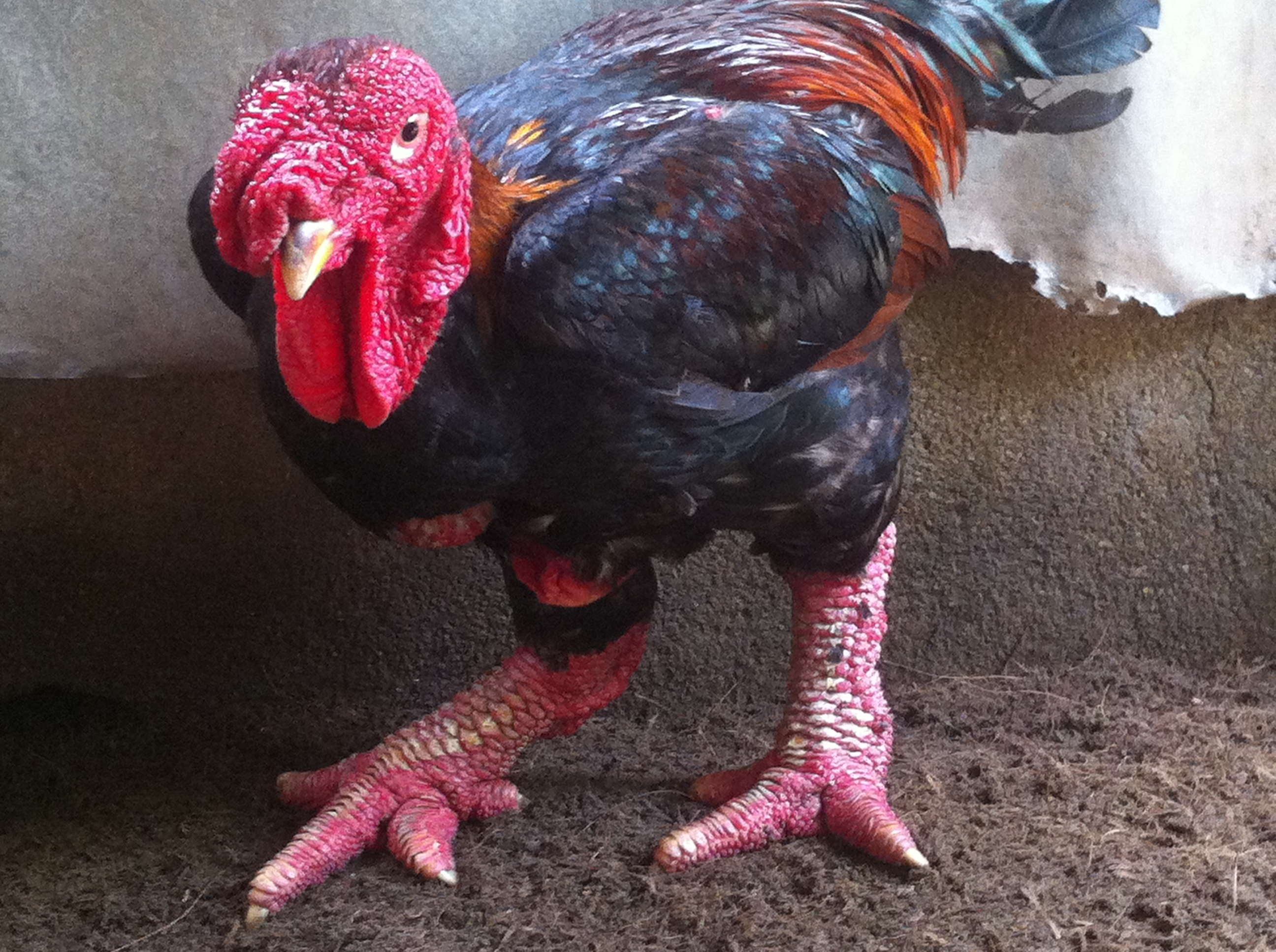 đặc điểm của gà đông tảo