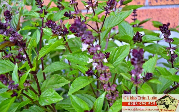 Tác dụng tuyệt vời của hạt é