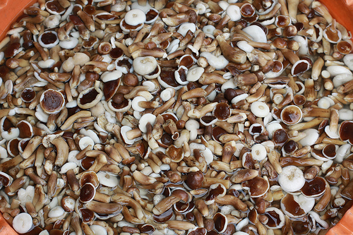 nấm chàm phú quốc