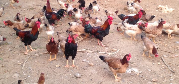 Đặc điểm của giống gà ri Sơn Tây