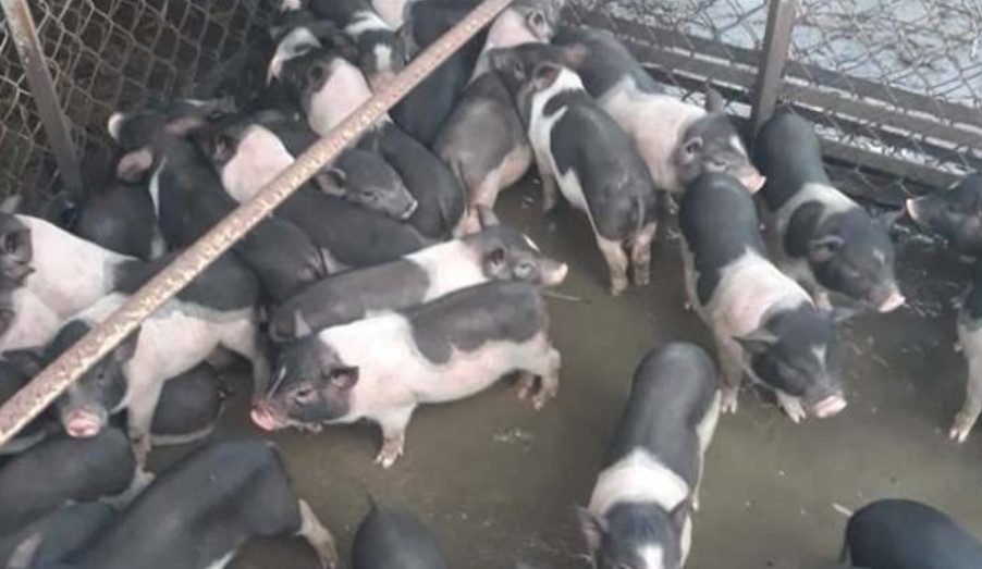 Heo mọi là heo gì?