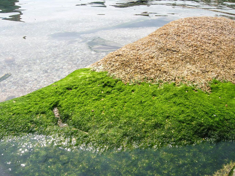 Món Lạ Mà Ngon Rêu Đá Của Người Mường 