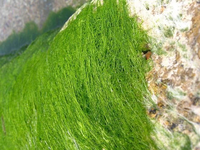 đặc sản rêu đá