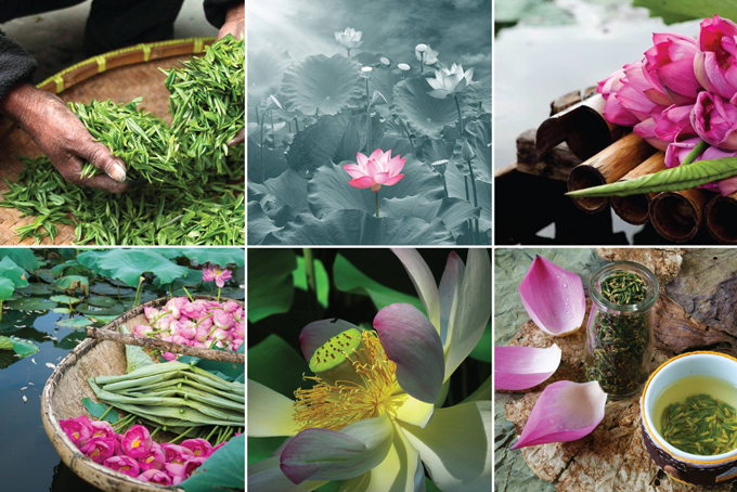 Ướp trà sen Hồ Tây là một công đoạn vô cùng công phu và tỉ mỉ