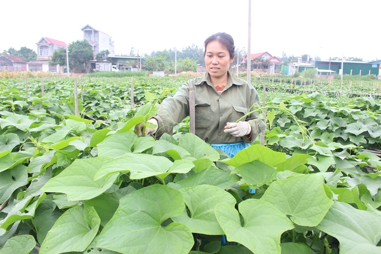Người dân thu hoạch ngọn su su